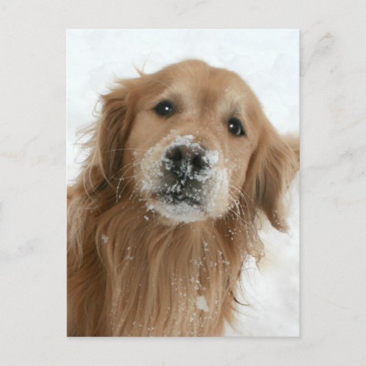 Golden Retriever im Schnee Postkarte (Vorderseite)