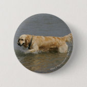 Golden retriever im Wasser Button (Vorderseite)