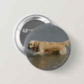 Golden retriever im Wasser Button (Vorne & Hinten)