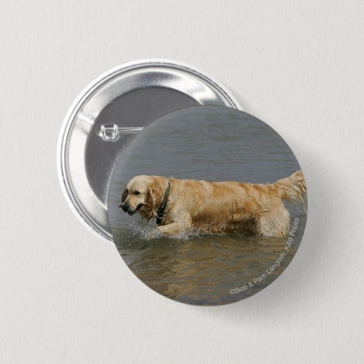 Golden retriever im Wasser Button (Vorne & Hinten)