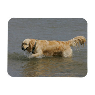 Golden retriever im Wasser Magnet