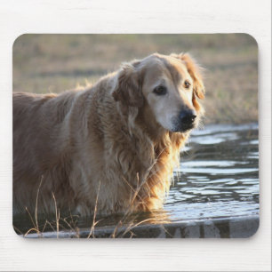 Golden retriever im Wasser Mousepad