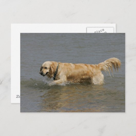 Golden retriever im Wasser Postkarte (Vorne/Hinten)