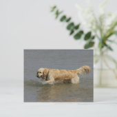Golden retriever im Wasser Postkarte (Stehend Vorderseite)