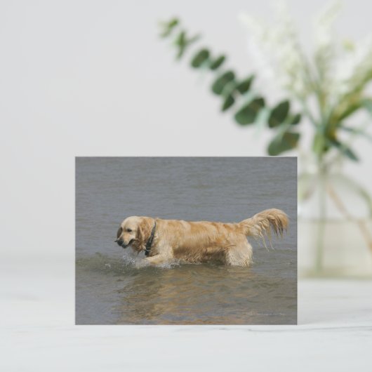 Golden retriever im Wasser Postkarte (Stehend Vorderseite)