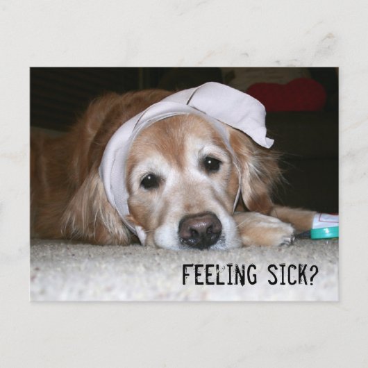 Golden Retriever in Bandages wird bald gut Postkarte (Vorderseite)