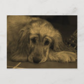 Golden Retriever in Sepia Tones Postkarte (Vorderseite)