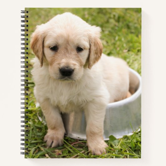 Golden Retriever in Water Bowl Spirale Notebook Notizblock (Vorderseite)