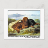 Golden Retriever, Irish Setter & Gordon Setter Postkarte (Vorderseite)