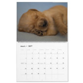 Golden retriever-Kalender 2018 Kalender (Mär 2027)