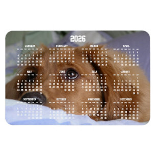 Golden Retriever Kalender 2026 Großfoto-Magnet Magnet