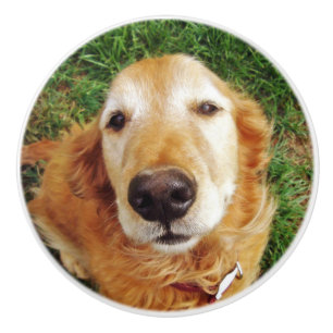 Golden Retriever Keramikknauf