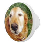 Golden Retriever Keramikknauf (Rechts)