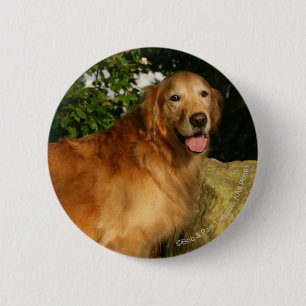 Golden retriever-Keuchen Button