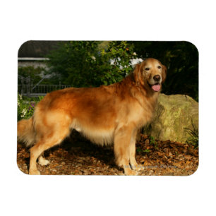 Golden retriever-Keuchen Magnet