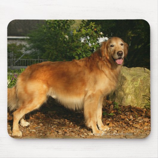 Golden retriever-Keuchen Mousepad (Vorne)