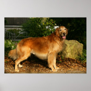Golden retriever-Keuchen Poster