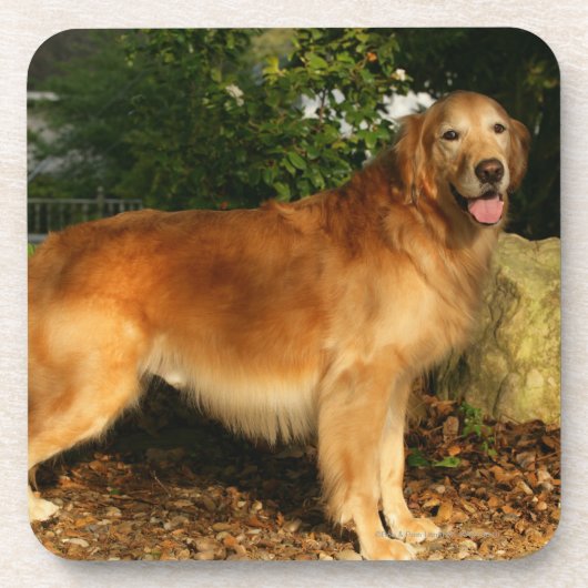 Golden retriever-Keuchen Untersetzer (Vorderseite)