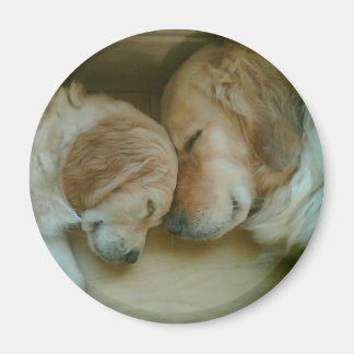 Golden Retriever Kühlschrankmagnet