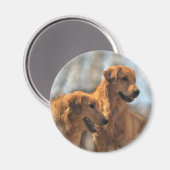 Golden Retriever Kunst Geschenke Magnet (Vorderseite/Rückseite)