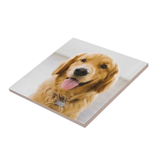 Golden Retriever Lächeln Fliese (Seite)