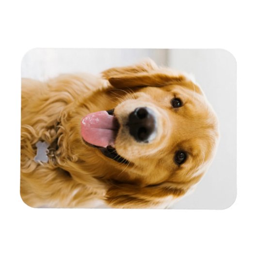 Golden Retriever Lächeln Magnet (Horizontal)