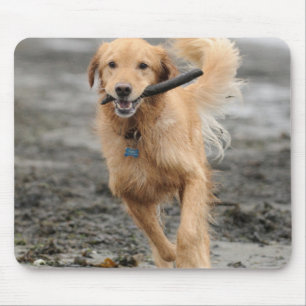 Golden Retriever läuft mit Stock im Maul Mousepad