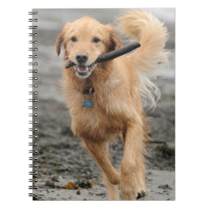 Golden Retriever läuft mit Stock im Maul Notizblock