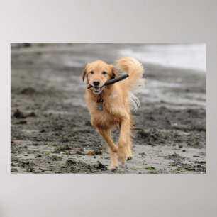 Golden Retriever läuft mit Stock im Maul Poster