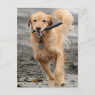 Golden Retriever läuft mit Stock im Maul Postkarte
