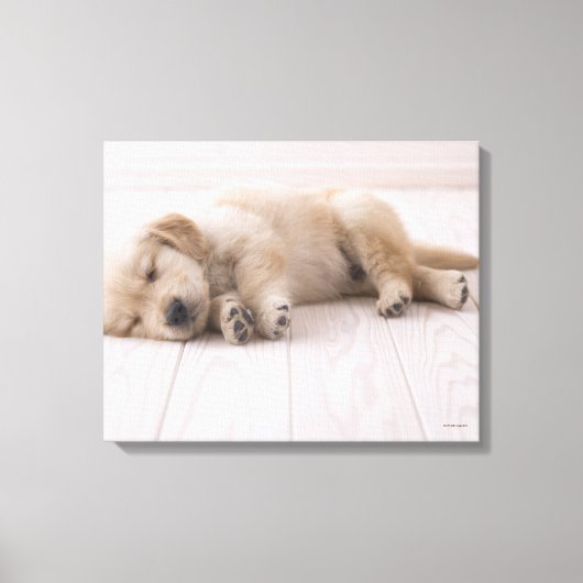 Golden Retriever Leinwanddruck (Vorderseite)