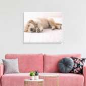 Golden Retriever Leinwanddruck (Insitu (Wohnzimmer))