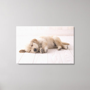 Golden retriever leinwanddruck