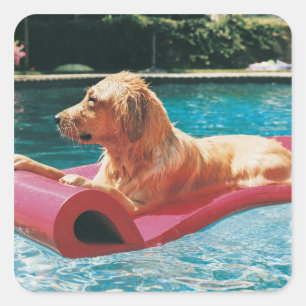 Golden Retriever Lern on a Air Bed and Breakfast Quadratischer Aufkleber
