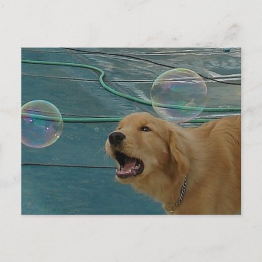 Golden Retriever Liebe Postkarte (Vorderseite)