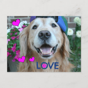 Golden Retriever Liebe Postkarte