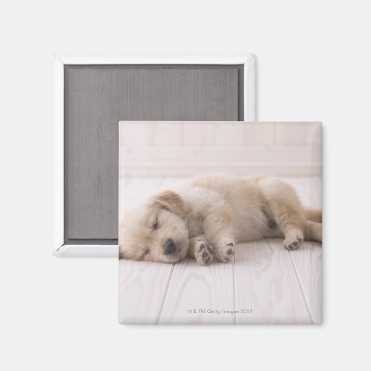 Golden Retriever Magnet (Vorderseite/Rückseite)