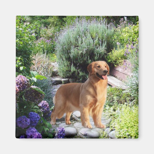 Golden Retriever Magnet (Vorne)