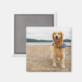 Golden Retriever Magnet (Vorderseite/Rückseite)