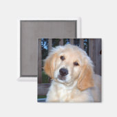 Golden Retriever Magnet (Vorderseite/Rückseite)