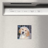 Golden Retriever Magnet (In Situ (Geschirrspüler))
