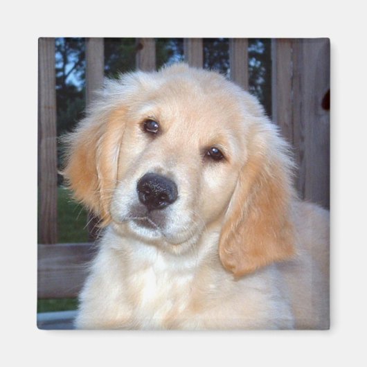 Golden Retriever Magnet (Vorne)