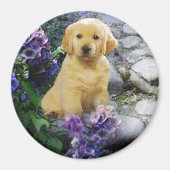 Golden Retriever Magnet Hydrangea (Vorne)