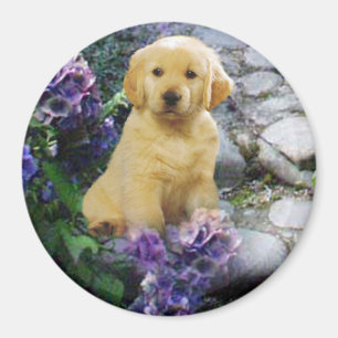 Golden retriever-MagnetHydrangea Magnet
