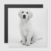 Golden Retriever Magnetkarte (Vorne/Hinten)