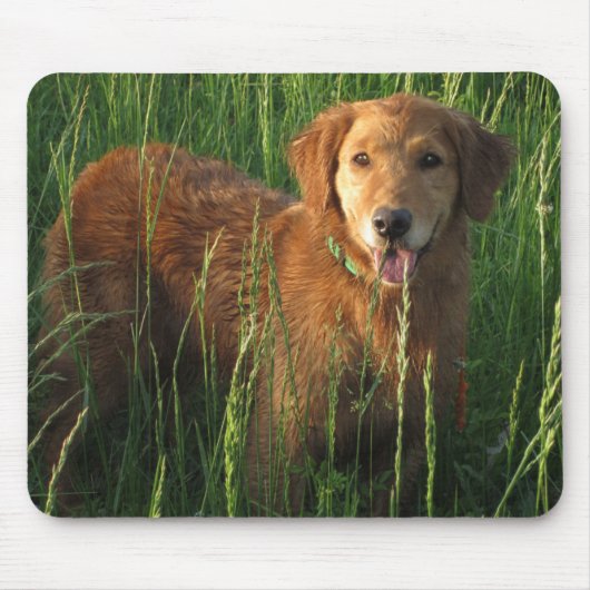 Golden retriever Maia im Gras Mousepad (Vorne)
