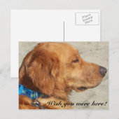 Golden Retriever Miss You Postcard Postkarte (Vorne/Hinten)