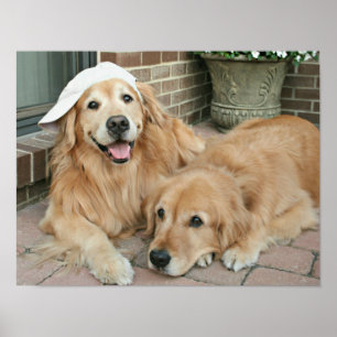 Golden retriever mit Baseballmütze Poster