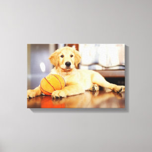 Golden Retriever mit Basketballspielzeug Leinwanddruck