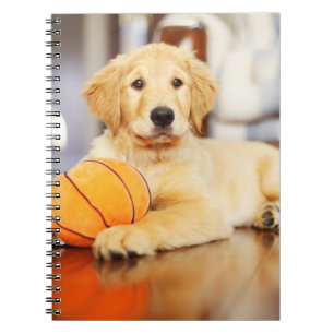 Golden Retriever mit Basketballspielzeug Notizblock